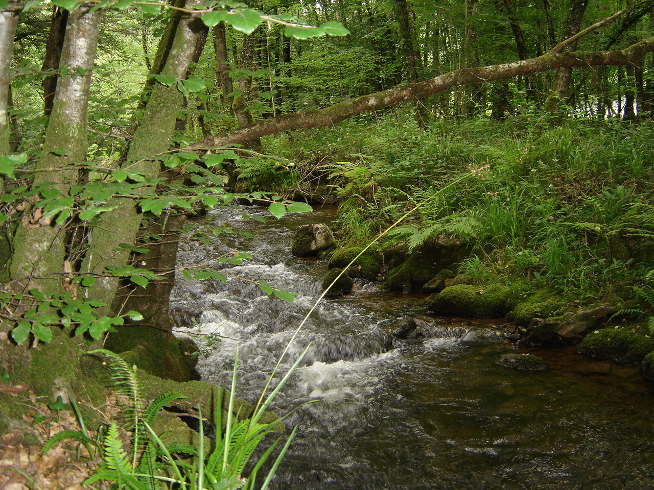 bretagne-vivante-riviere Chambre d'hôte dans le centre Finistère pour un Hébergement nature